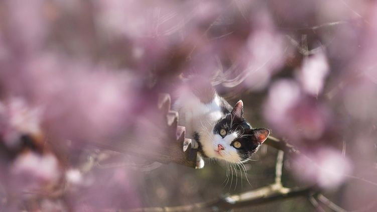 Кот на дереве. В Украину пришла весна. Фото из открытых источников