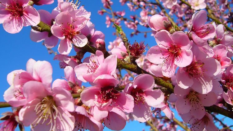 Деревья цветут весной. Фото: pxhere.com