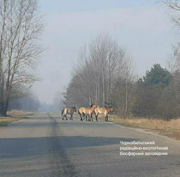 Фото: Facebook/Чорнобильський Радіаційно-екологічний Біосферний Заповідник