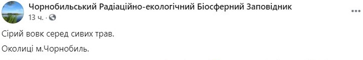 Фото волка в Чернобыльском заповеднике