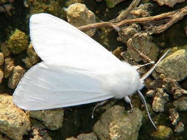 Фото белой американской бабочки. Источник - facebook.com/voldpss