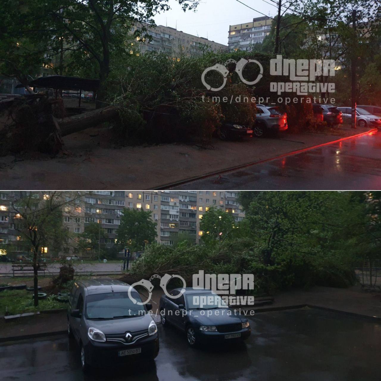 Фото дерева, упавшего на автомобили. Источник - Телеграм