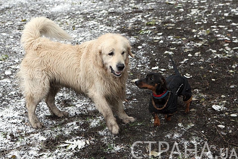 Такса и ее большой друг ретривер радуются выпавшему снегу