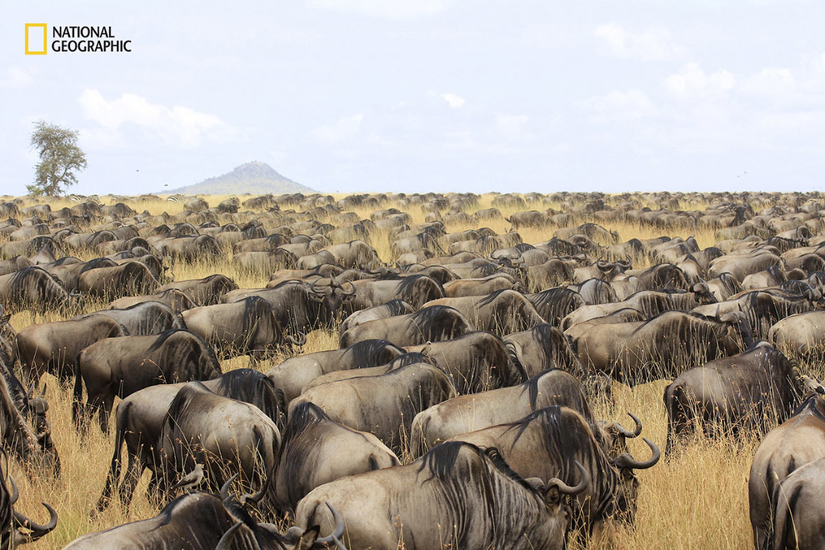 Антилопы гну во время миграции в Серенгети
Фото Hugh McCrystal | 2016 National Geographic Nature Photographer of the Year