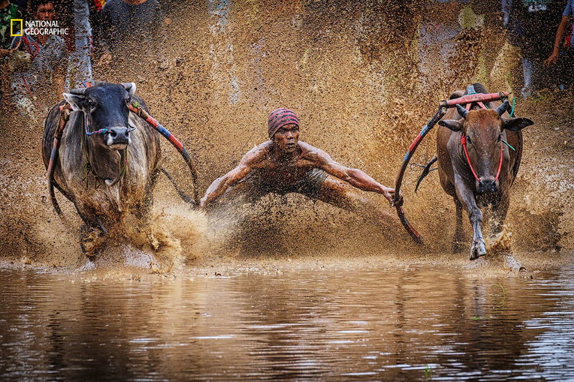 Гонки на быках в Индонезии
Фото Yh Lee | 2016 National Geographic Nature Photographer of the Yea