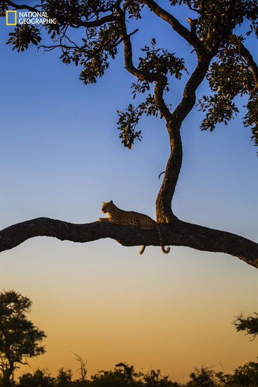 Леопард в Ботсване
Фото Natashia B | 2016 National Geographic Nature Photographer of the Year