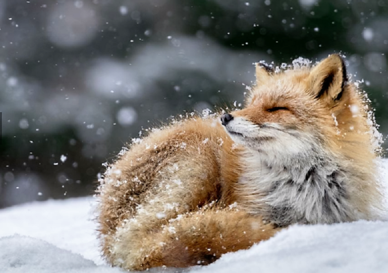 Купание лисицы в снежных хлопьях, Япония
Фото Hiroki Inoue | 2016 National Geographic Nature Photographer of the Year